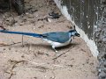 DSC04253 - Copy